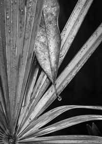 Palmetto Detail with Magnolia Leaf, Rain palmetto-magnolia-detail-niceville-florida_v1.jpg