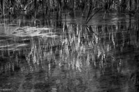 reeds-reflections-timberlake-recreation-area-eglin-reservation-florida.jpg