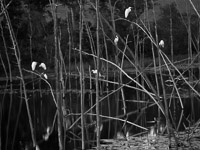 roosting-egrets-niceville-florida.jpg