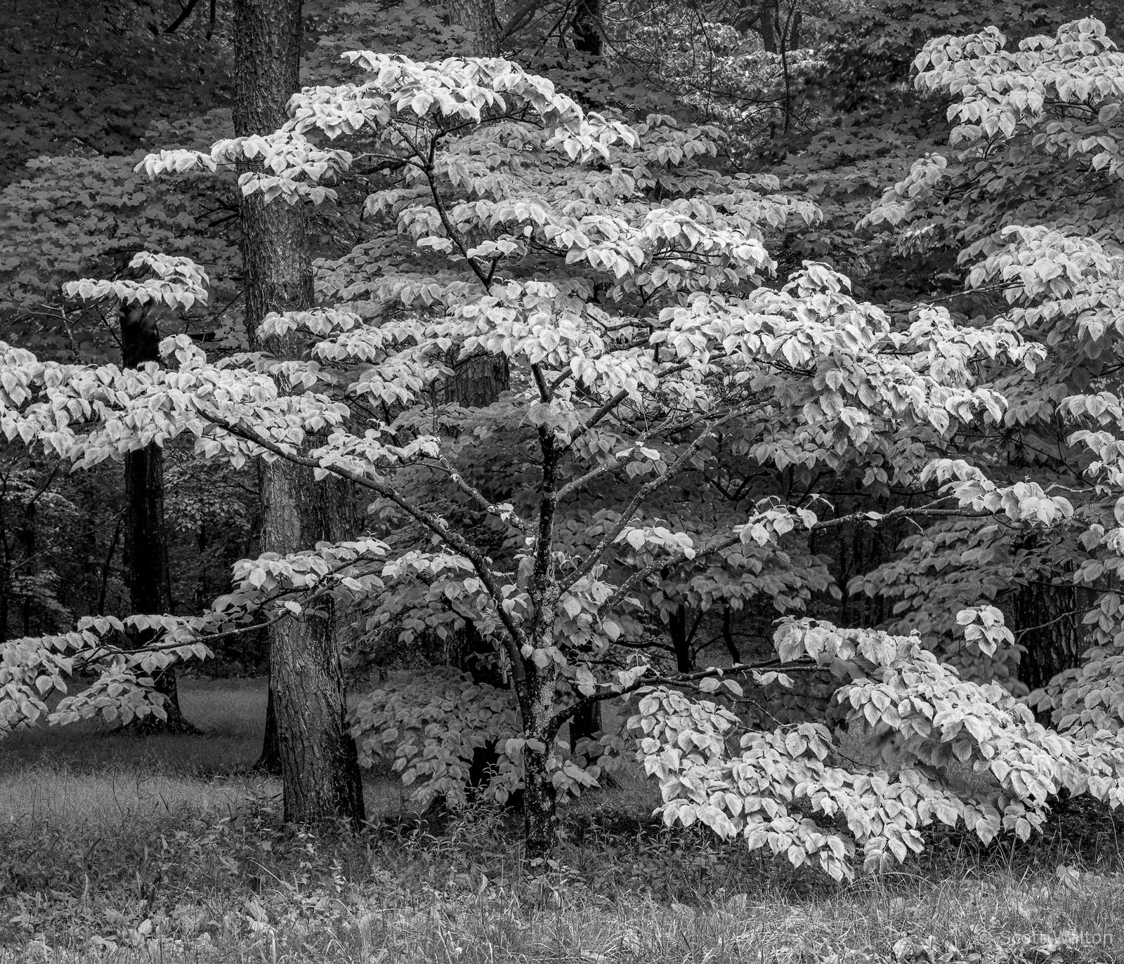 BernheimForestSpring-BW-homescanTri-x-v2.jpg