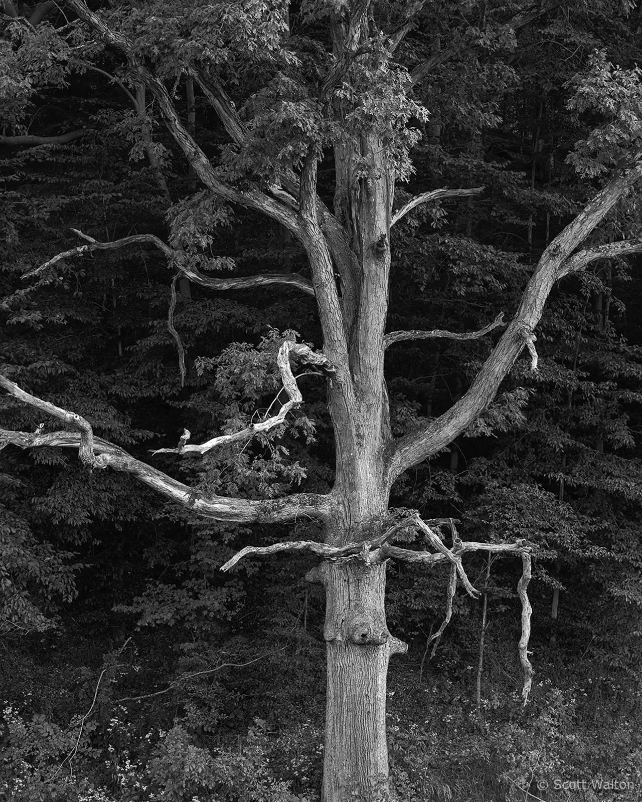 KennersTreeRt33HockingHills-Tri-X.jpg
