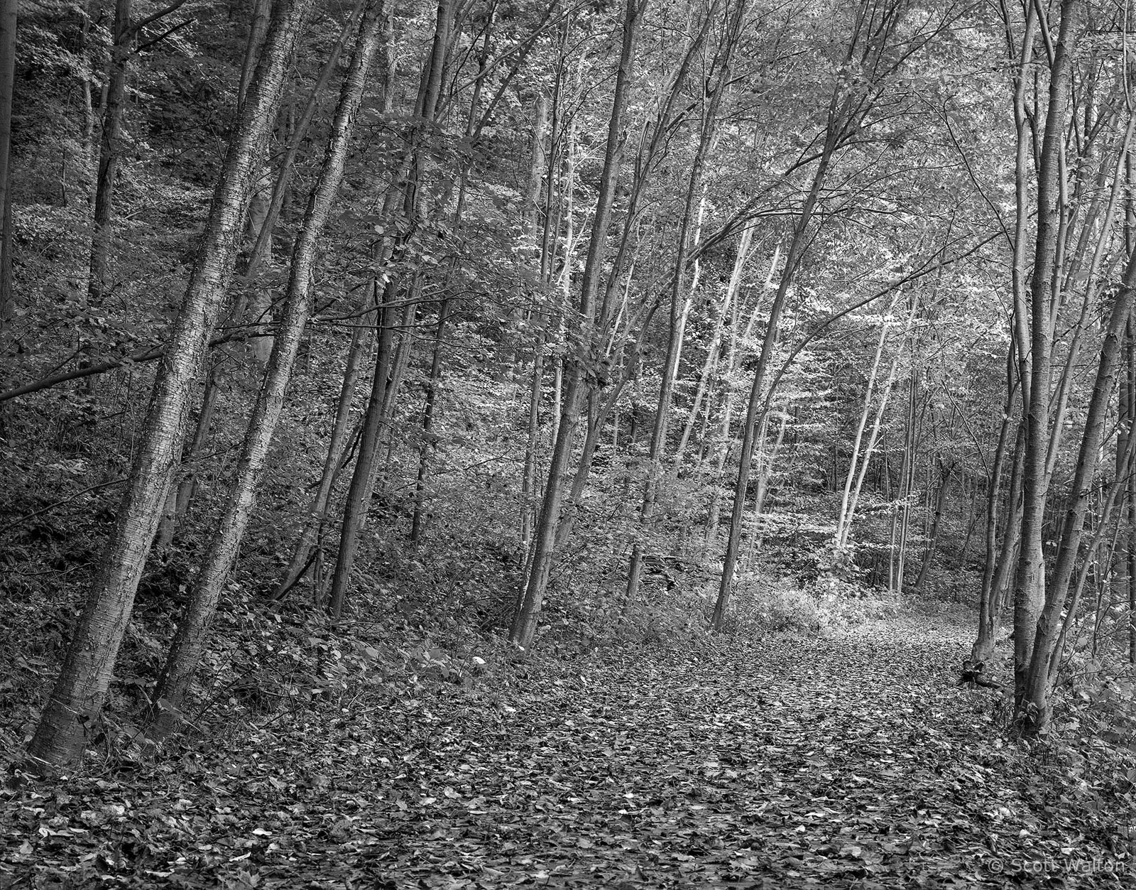 PathwayFallBlackhandGorge-homescan-hp5-.jpg