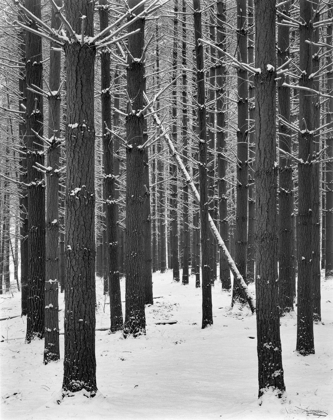 SnowyPinesRoseLakeHockingHills-BW-Homescan.jpg