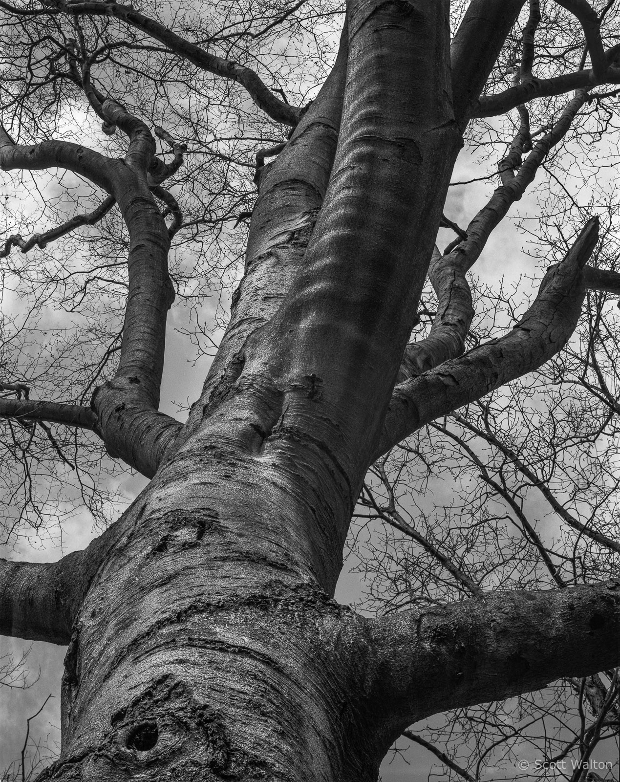 Tree-Clouds-AlumCkStPkOh.jpg