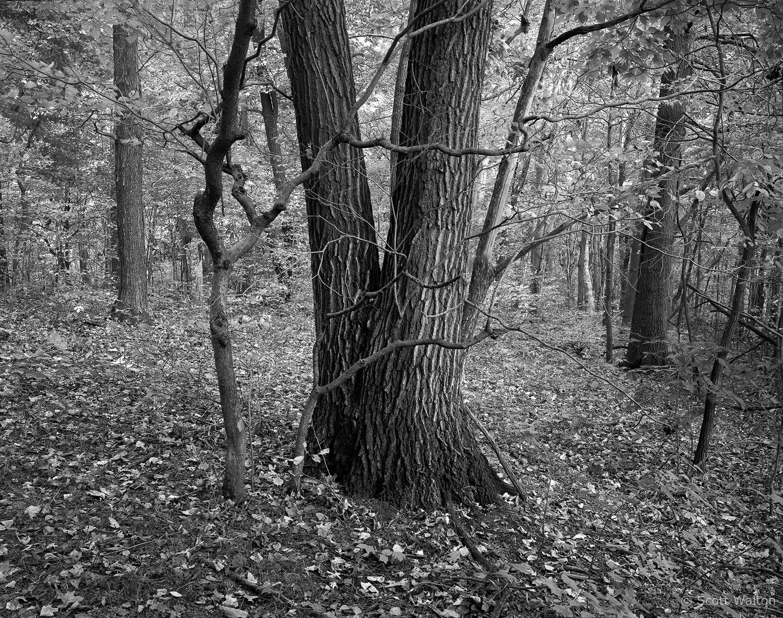 Trees-BlackhandGorge-Tri-X_homescan_v2.jpg
