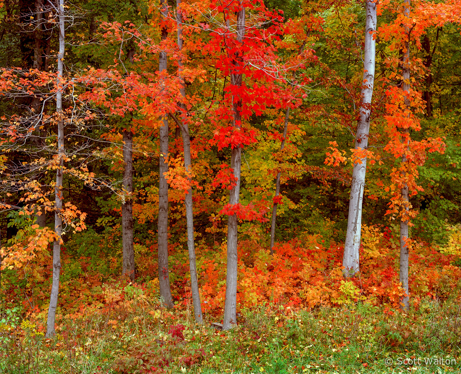 fall-forest-newark-ohio.jpg