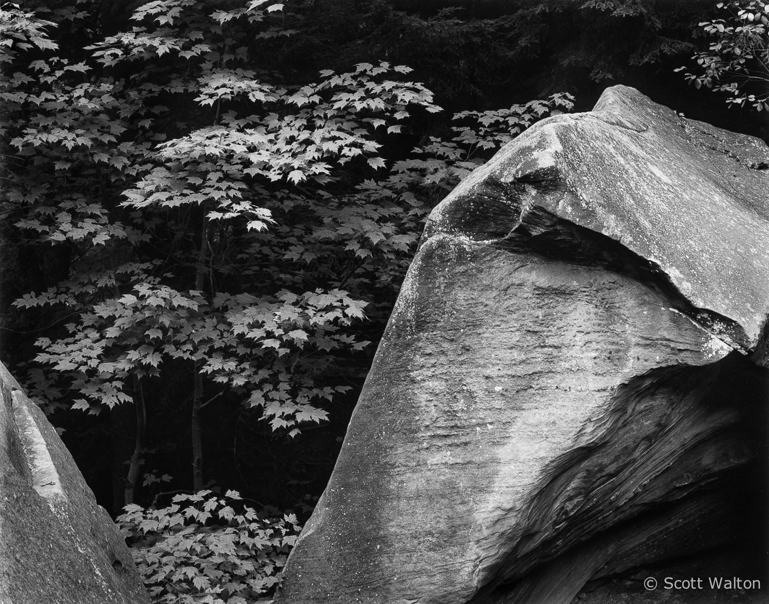 forest-detail-chippewa-creek-brecksville-reservation-ohio.jpg