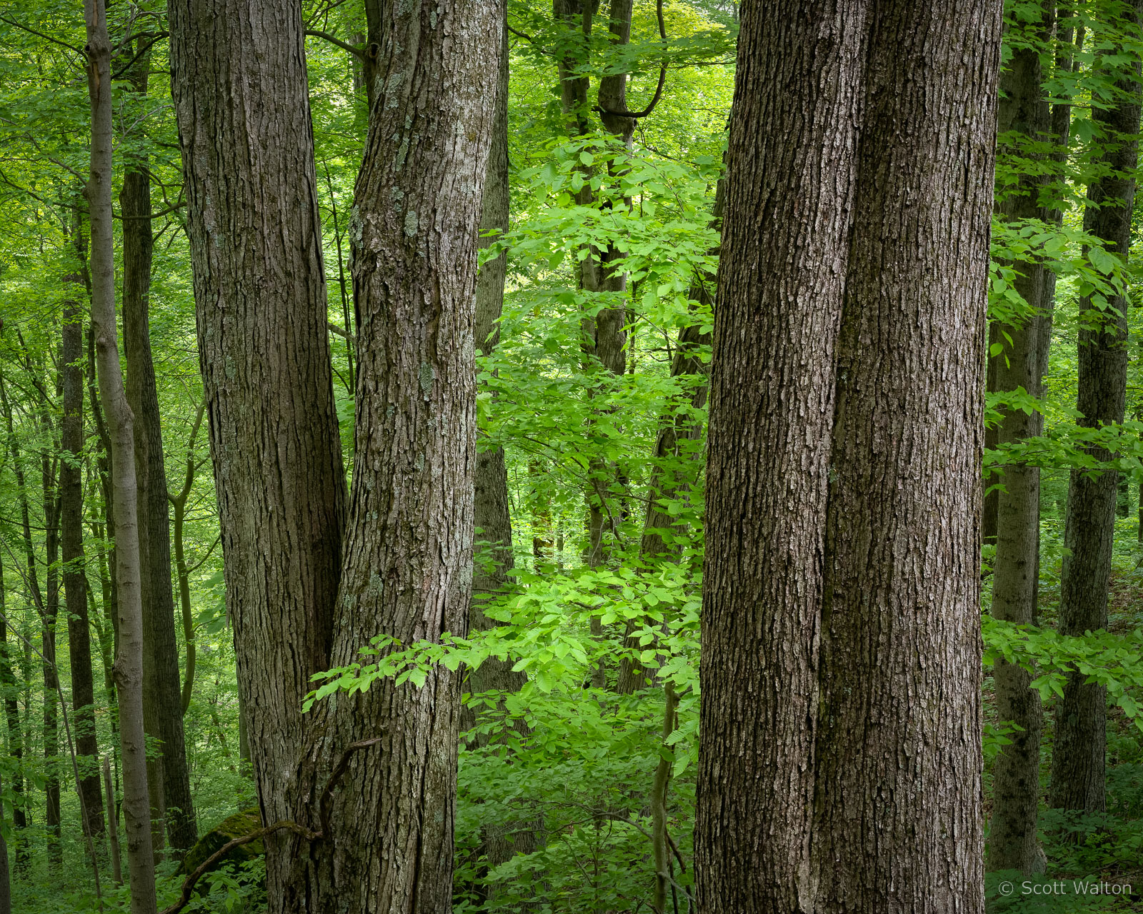 springtime-forest-zaleski-state-forest-ohio-v2.jpg