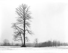 WinterTreeBlendonWoods-homescan-tmax100.jpg