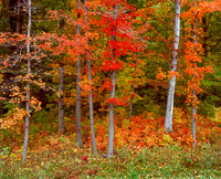 fall-forest-newark-ohio.jpg