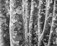 lacebark-pine-dawes-arboretum-ohio.jpg