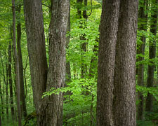 springtime-forest-zaleski-state-forest-ohio-v2.jpg