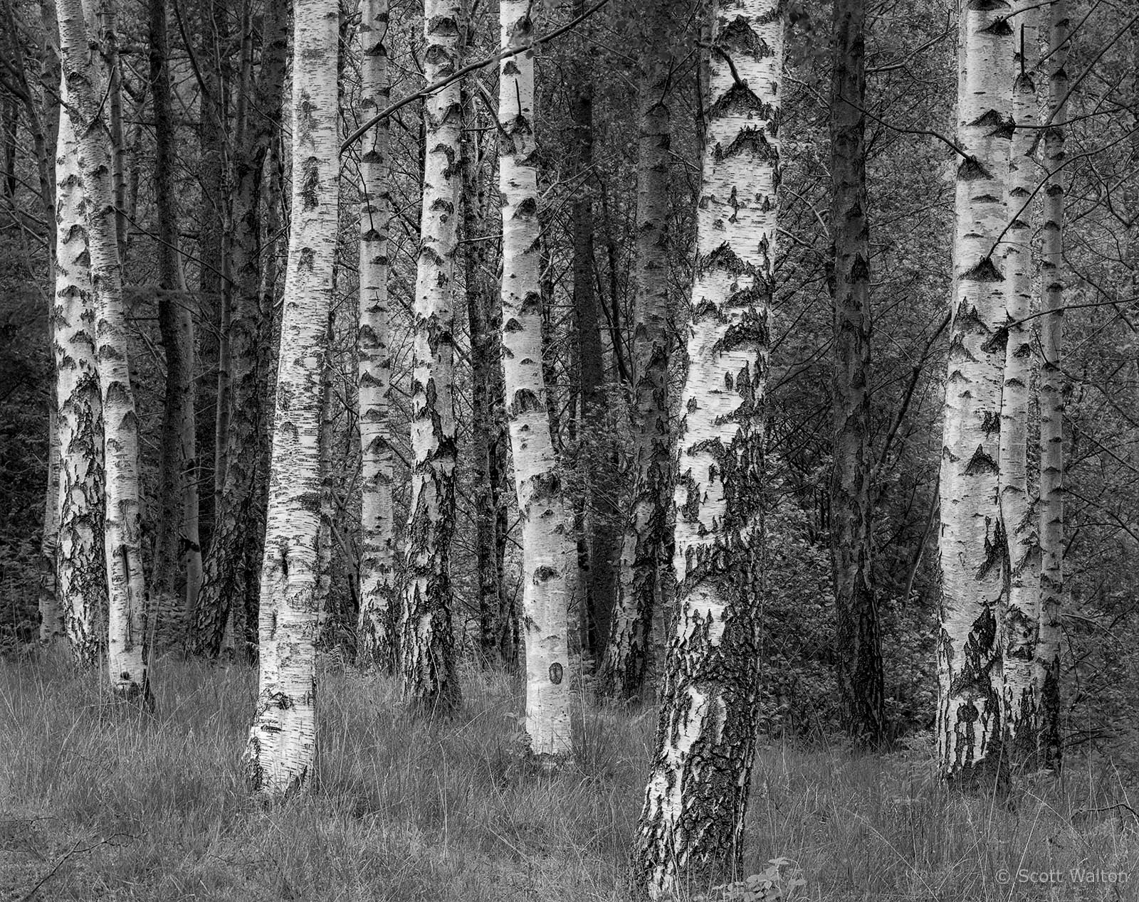 TreesGlencoeScotland.jpg