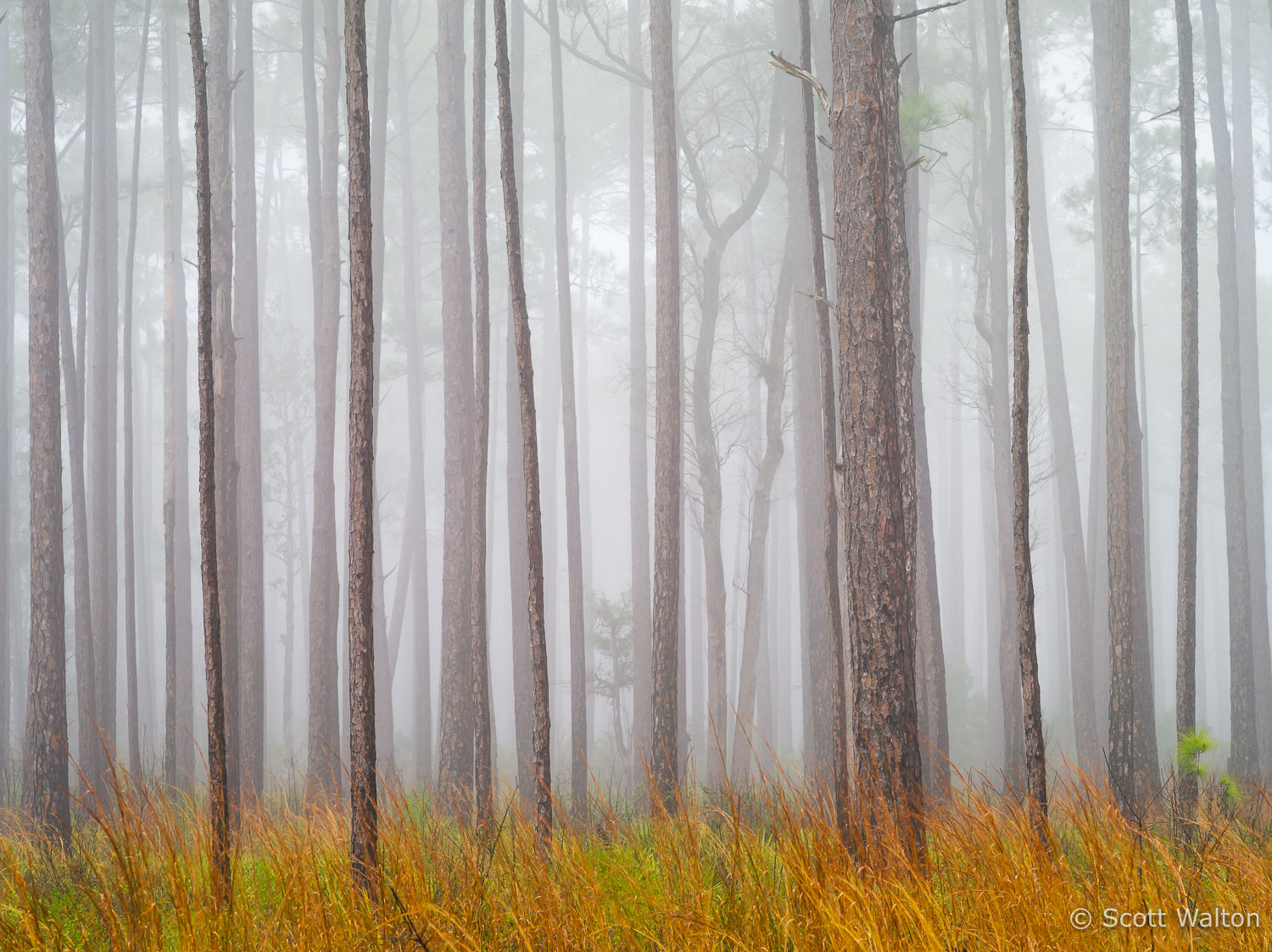 Foggy-Longleaf-Pine-Forest-Bay-Flats-Choctawhatchee-Florida-horiz.jpg