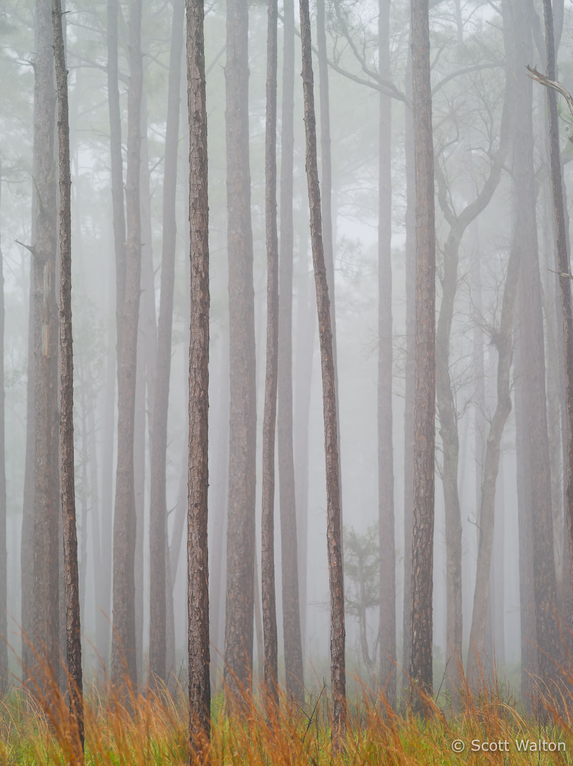 Foggy-Longleaf-Pine-Forest-Bay-Flats-Choctawhatchee-Florida-vert.jpg