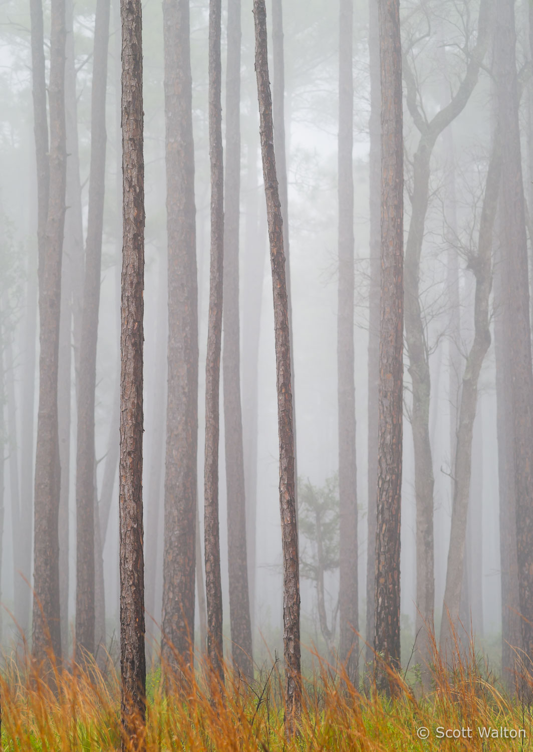 Foggy-Longleaf-Pine-Forest-Bay-Flats-Choctawhatchee-Florida-vert_v1.jpg