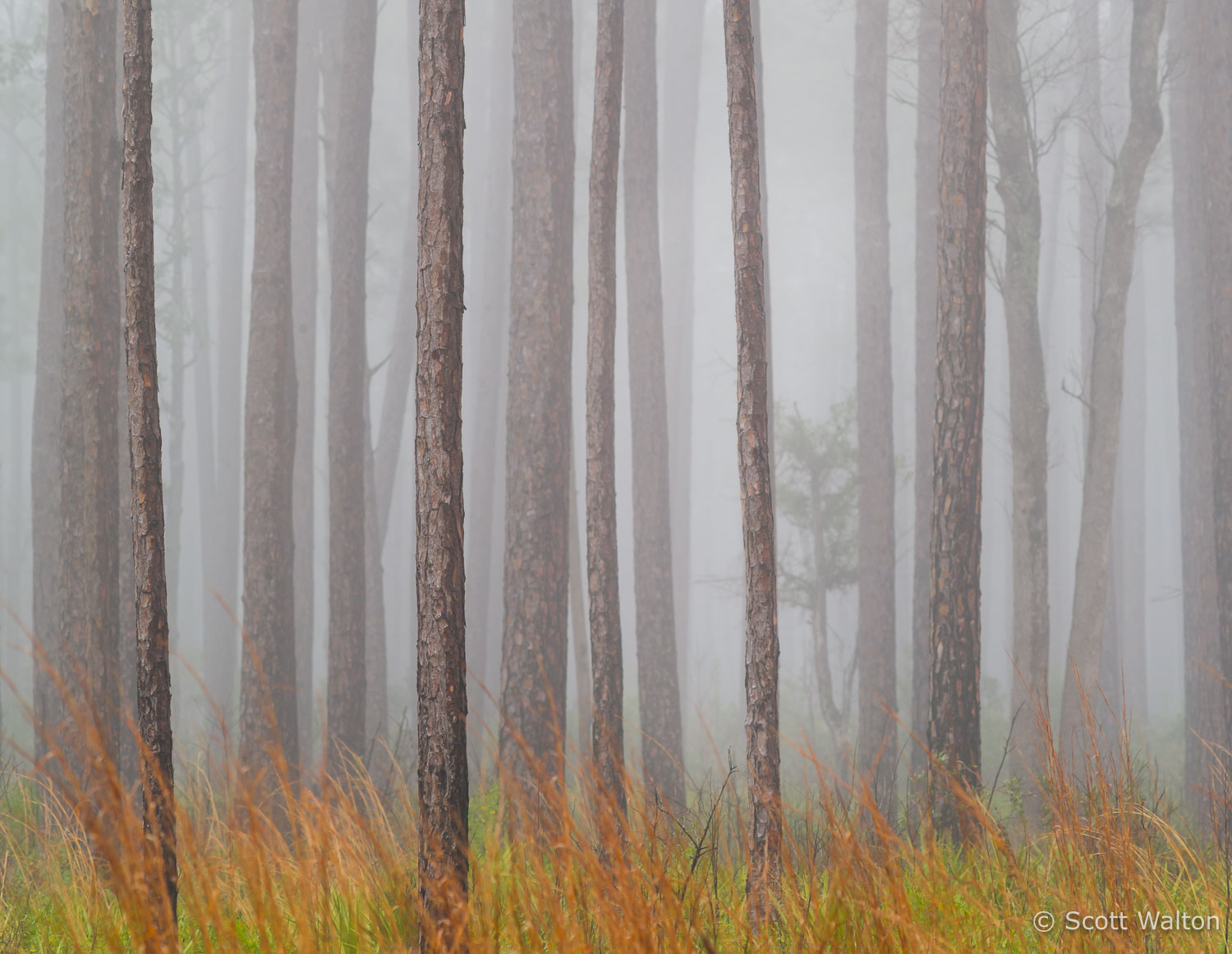Foggy-Longleaf-Pine-Forest-Bay-Flats-Choctawhatchee-Florida-vert_v2.jpg