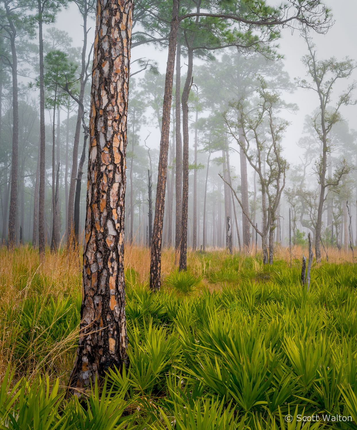 Longleaf-Pine-Fog-Choctawhatchee-Eglin-Florida_v1.jpg