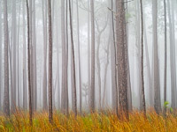 Foggy-Longleaf-Pine-Forest-Bay-Flats-Choctawhatchee-Florida-horiz.jpg
