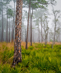 Longleaf-Pine-Fog-Choctawhatchee-Eglin-Florida_v1.jpg