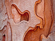 Pine Bark Details