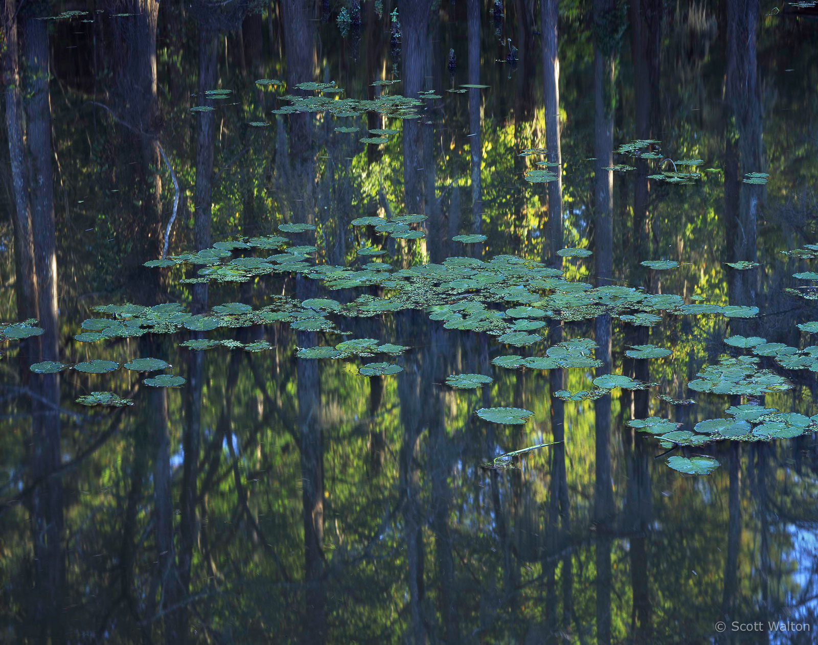 CaddoLilipadReflection-homescan-Velvia.jpg