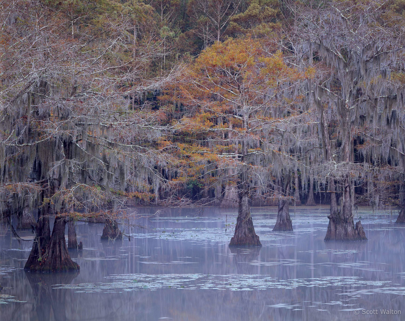 CaddoSingleCypressMorningFog-homescan-Velvia.jpg