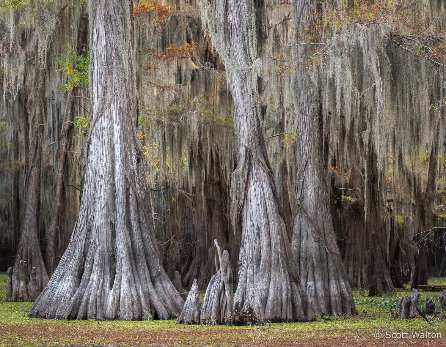 _MG_5137.jpg - Scott Walton Photographs