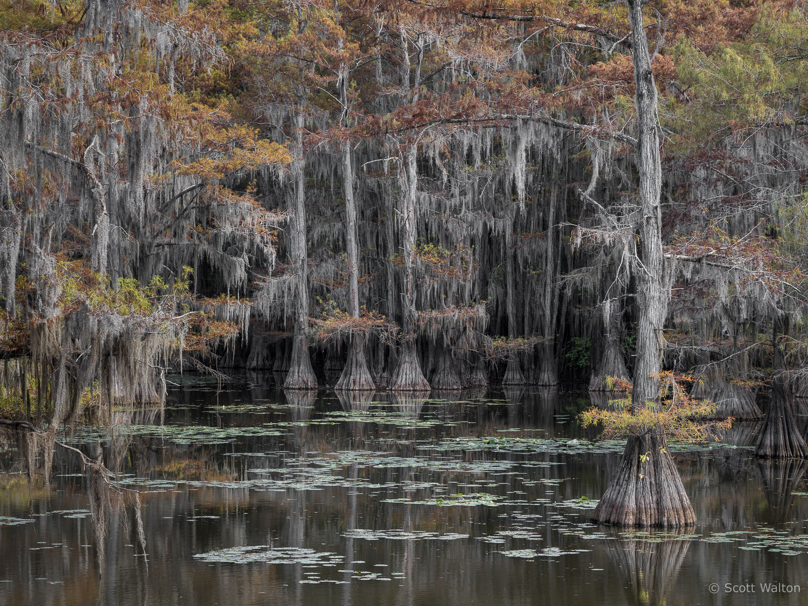 cypress-canyon-caddo-lake-texas.jpg