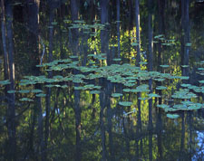 CaddoLilipadReflection-homescan-Velvia.jpg