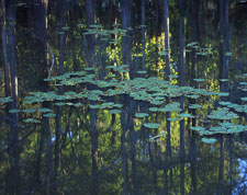 CaddoLilipadReflection-homescan-Velvia.jpg