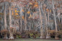 _MG_4493.jpg _MG_4493.jpg