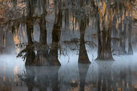 Cypress Cypress