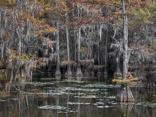 cypress-canyon-caddo-lake-texas.jpg