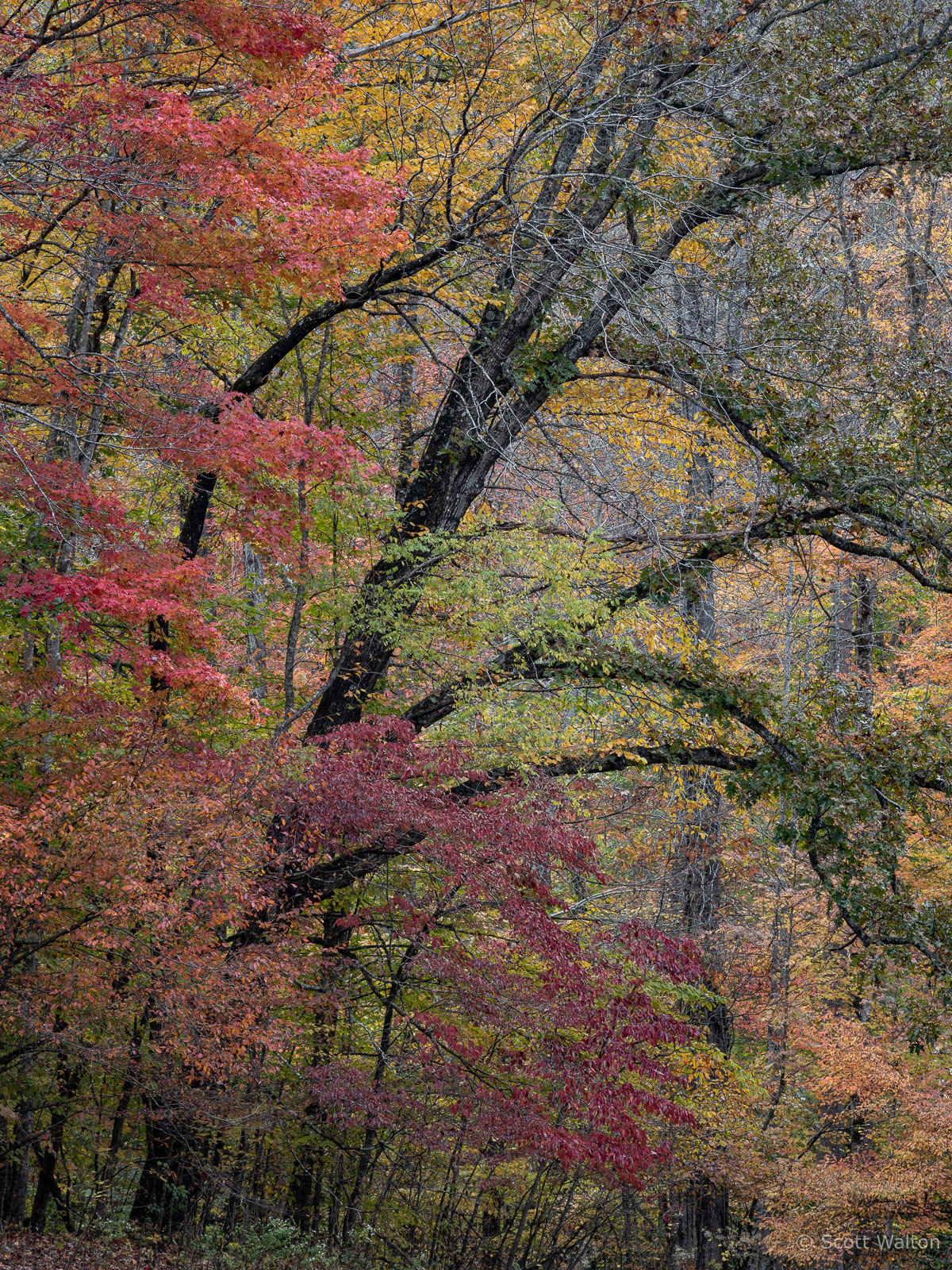 Leaning into Autumn - Scott Walton Photographs
