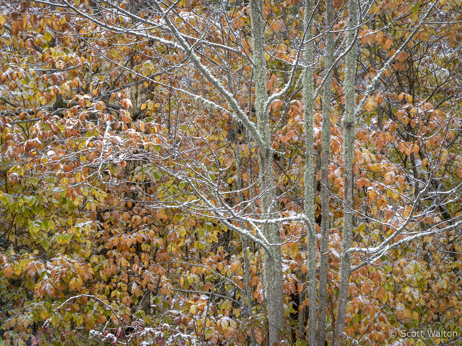 Autumn Snow - Scott Walton Photographs