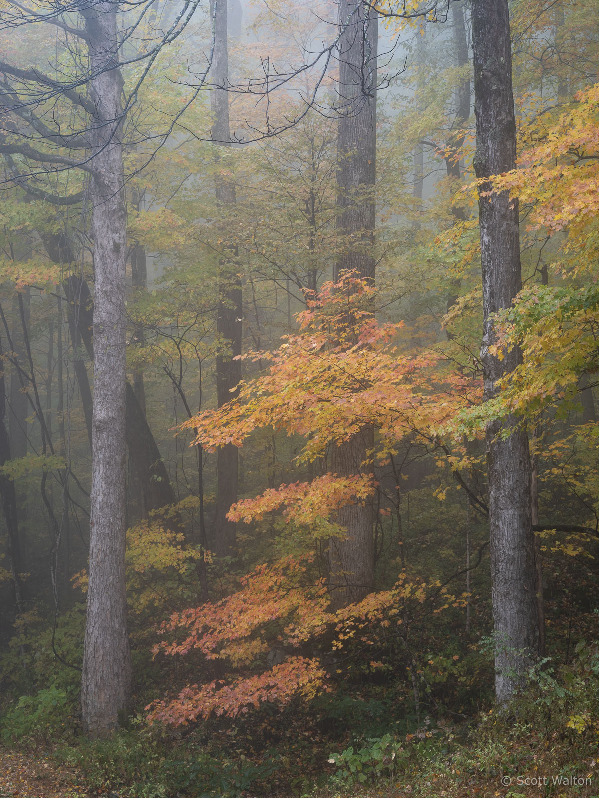 Misty Autumn - Scott Walton Photographs