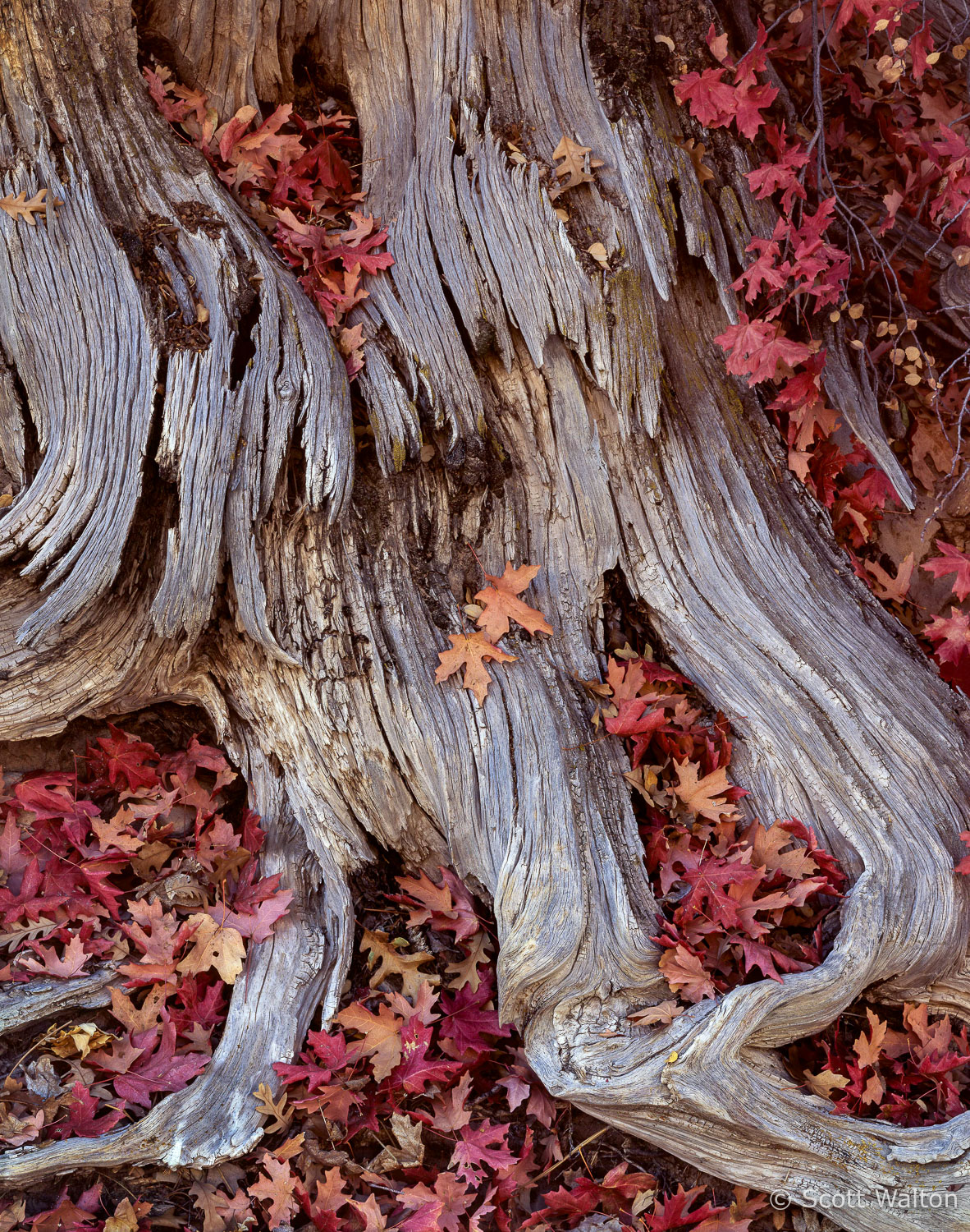 Nestled in Autumn - Scott Walton Photographs