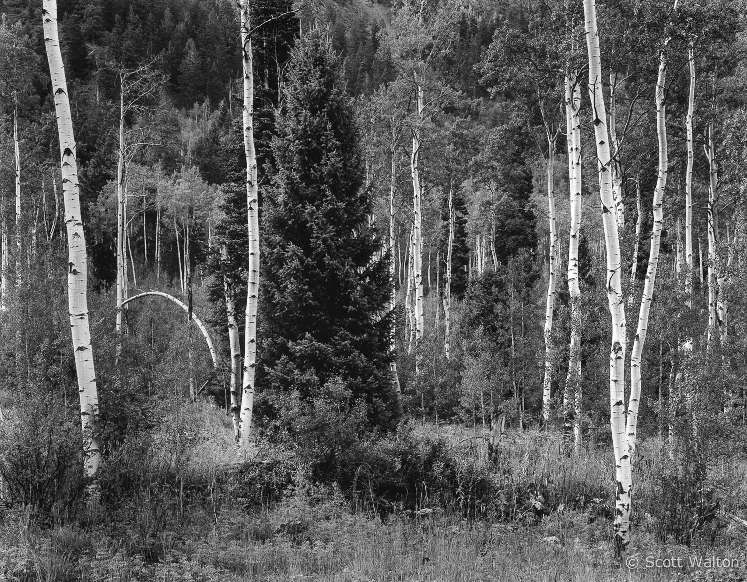 Forest near Maroon Bells, Aspen, Colorado - Scott Walton Photographs
